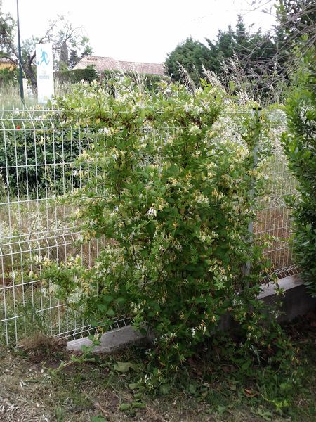 chèvrefeuille en Mai